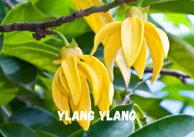 YLANG YLANG GALET FONDANT 15g