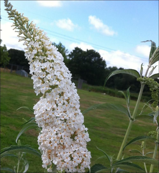 Buddleja Davidii Peace - 1ltr pot