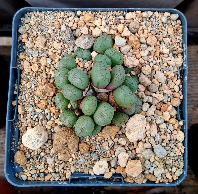 D124 . Conophytum 