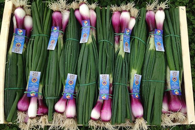 CIPOLLOTTI ROSSI TROPEEA-400GR MAZZO