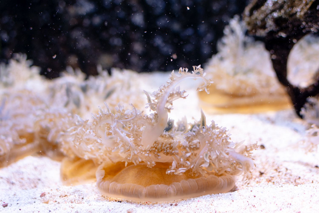 Upside down jellyfish