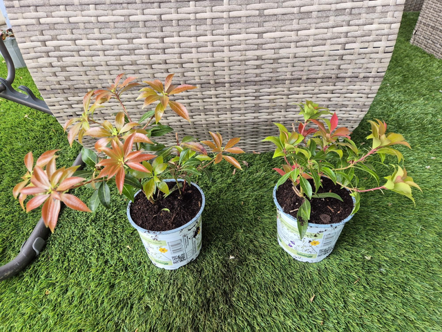 Pieris pot 12cm