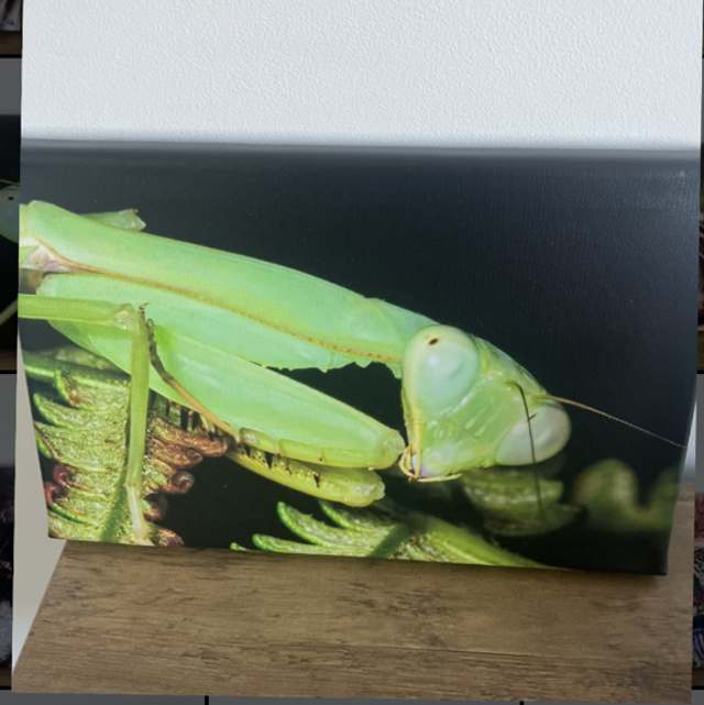 8” x 12” canvas - mantis