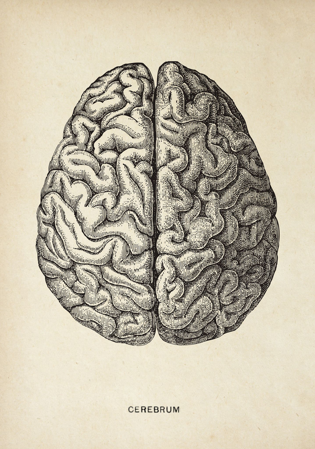 Brain Cerebrum A1