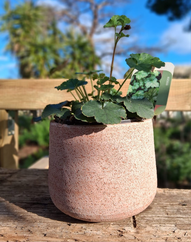 L01 . Heuchera sanguinea 'Coral Forest' in "Vaso Creta"