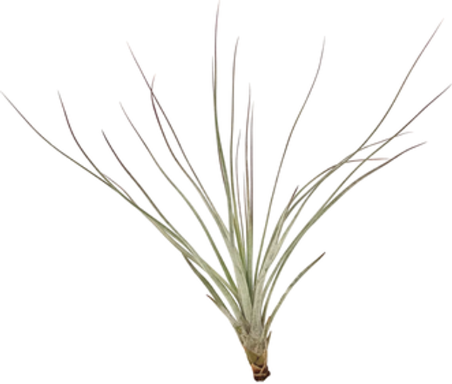 Tillandsi costaricensis