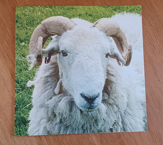 Herdwick tup