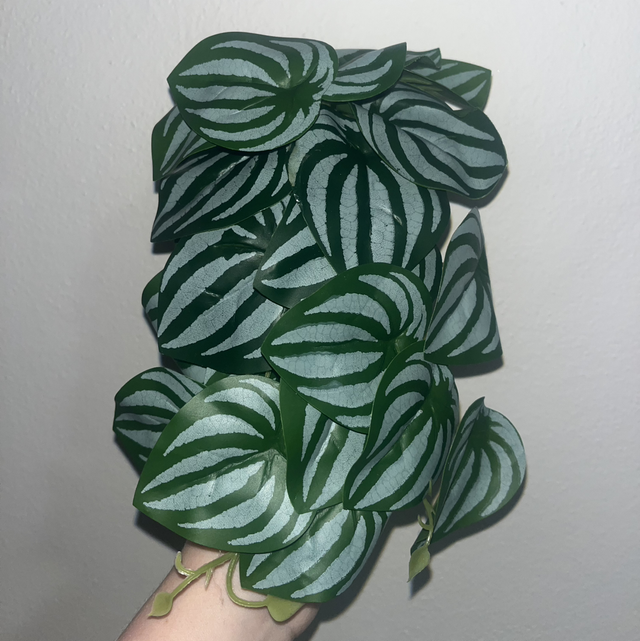 Umělá rostlina - Pilea watermelon