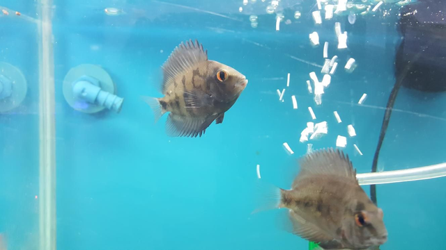 Uaru cichlid juvinile 