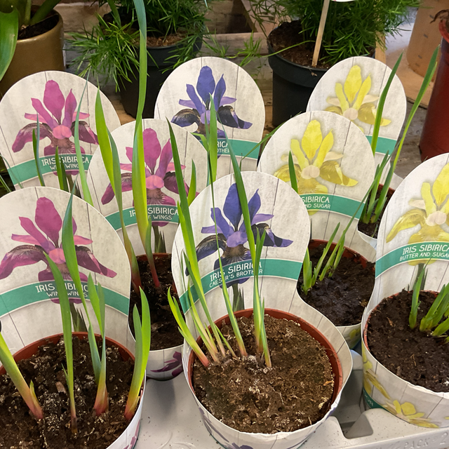 Iris sibirica