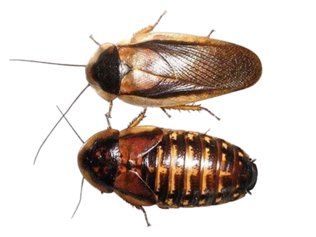 Blatte Dubia