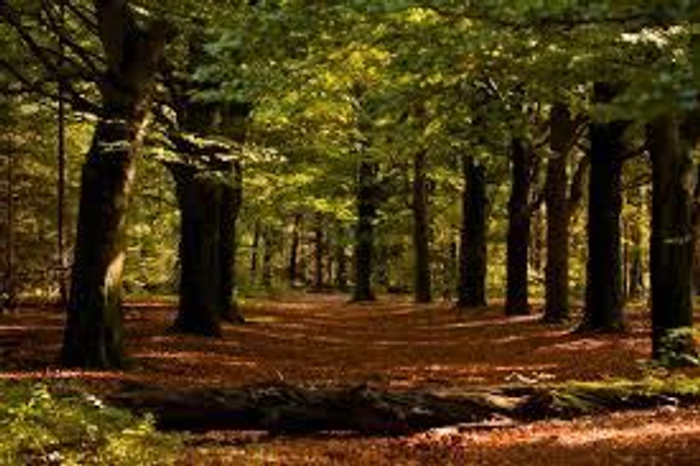 Volatile - Boswandeling - 5 ml 