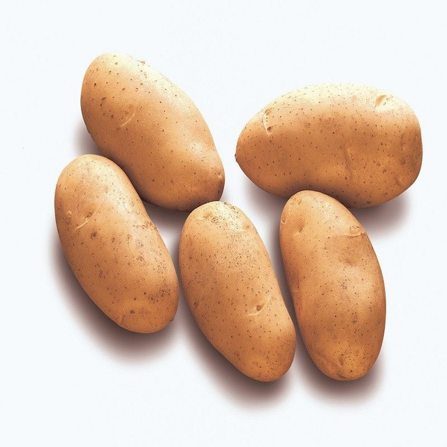 Spunta – Demi-précoce et très gros tubercules