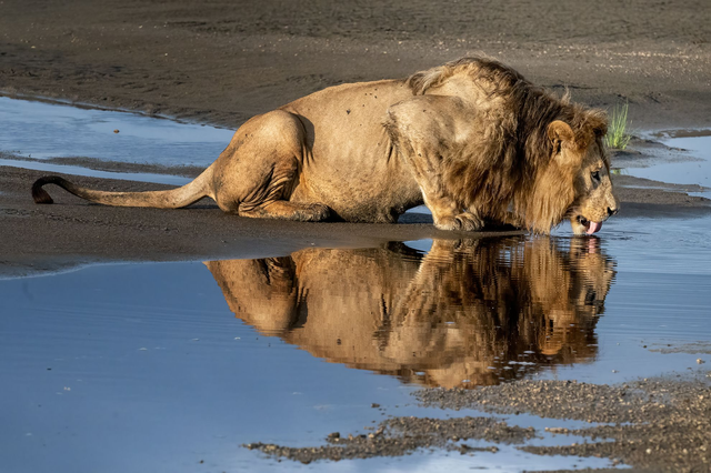 Leone che beve Stampa Fine-Art su carta cotone Hahnemūhle Photo Rag Ultra Smooth 305 gr montata su pannello piuma spessore 15 mm