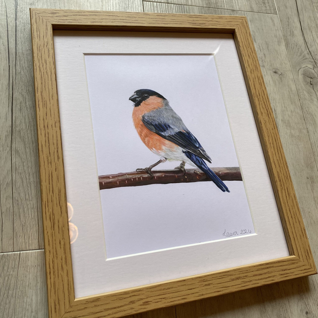 Bullfinch Original Drawing