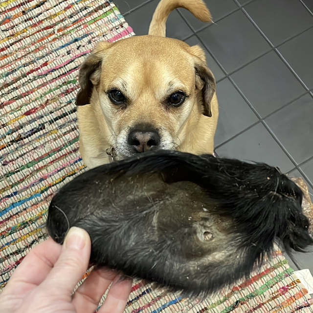 Hairy COW Ears (Single)