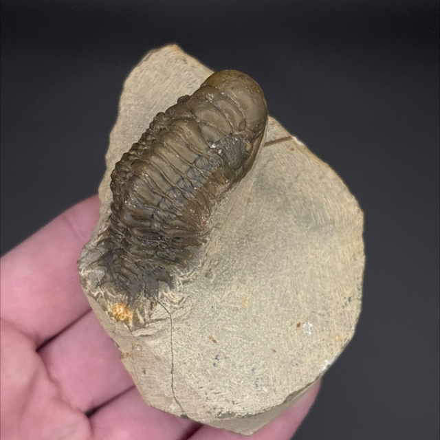Crotalocephalina Trilobite 