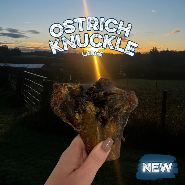 Ostrich Knuckle Bones