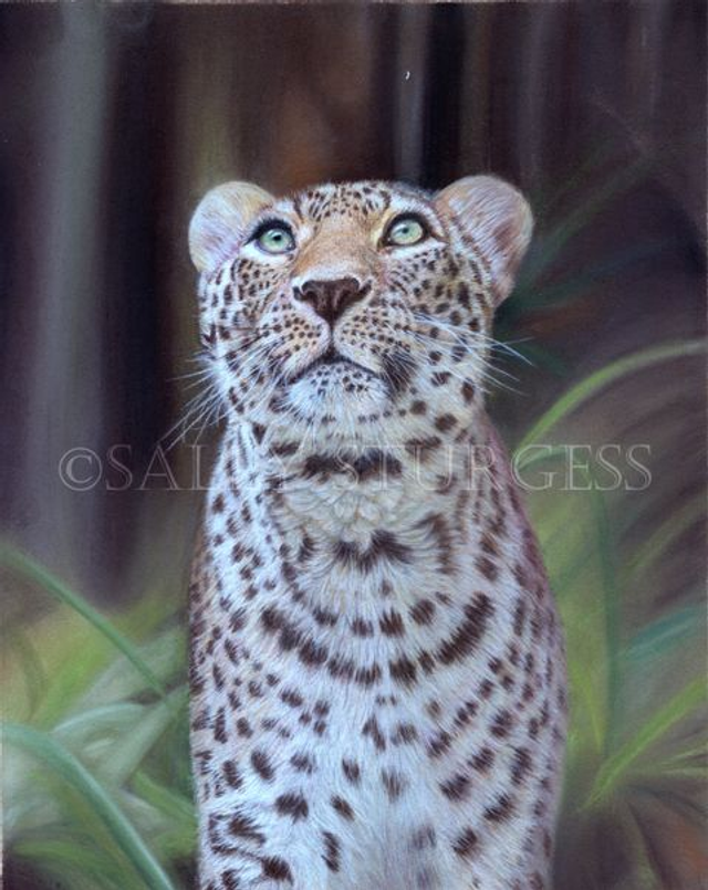 "Persian Leopard" 7.5x5.5" Limited Edition Print