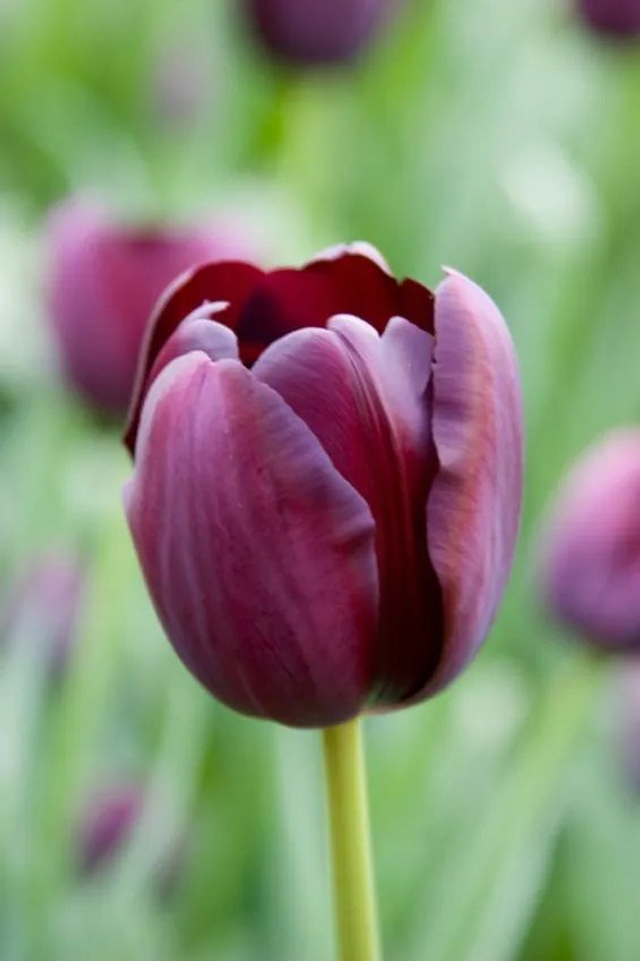 Tulipe Queen of Night – Bulbes à fleurs