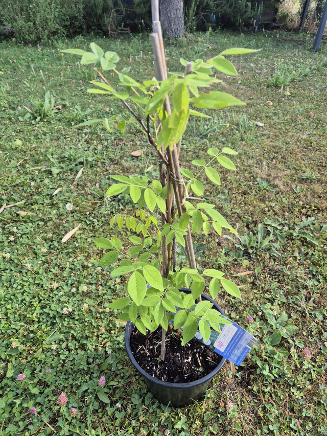 Glycine floribunda Black Dragon pot 3L