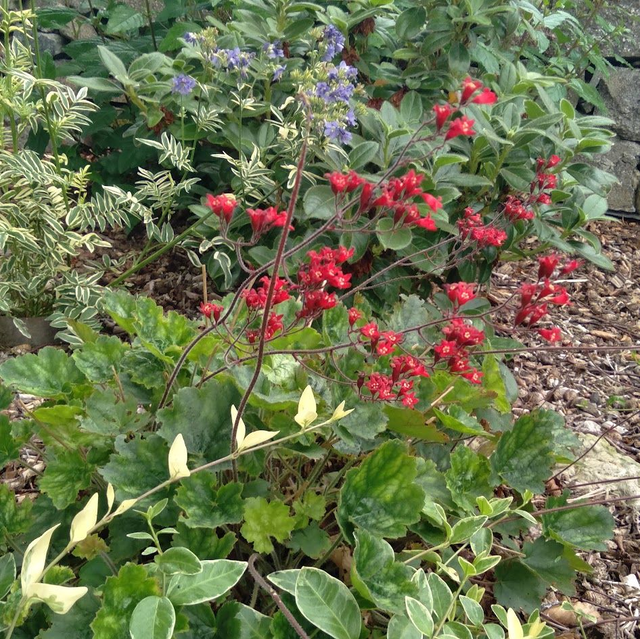 Heuchera Coral Bells