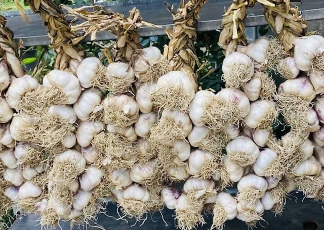 Tresse ails blancs (2kg)