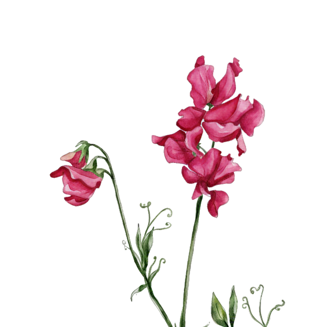 Sweet Pea 'Millennium'