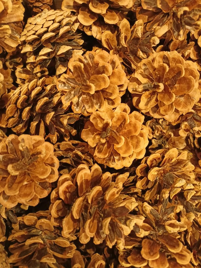 Pinecones (3)