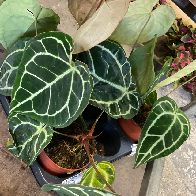 Anthurium cristal