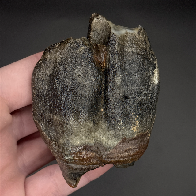Woolly Rhino Tooth