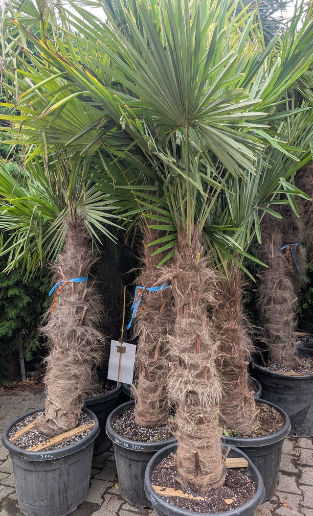 Trachycorpus Fortunei