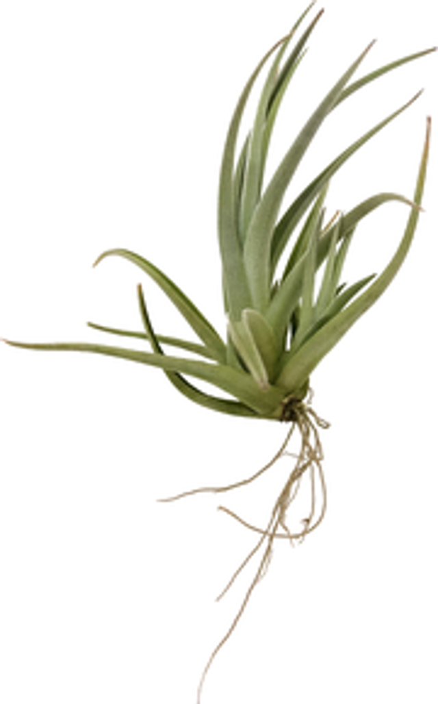 Tillandsia lorentziana