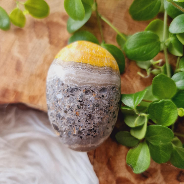 Bumblebee Jasper Palm