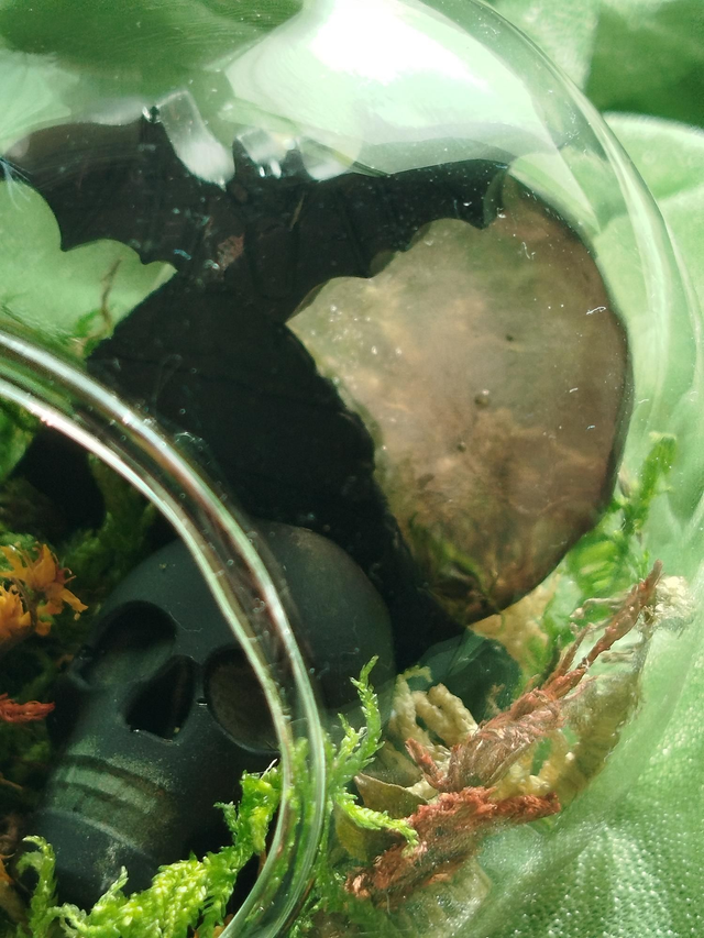 Boule crâne et chauve souris 