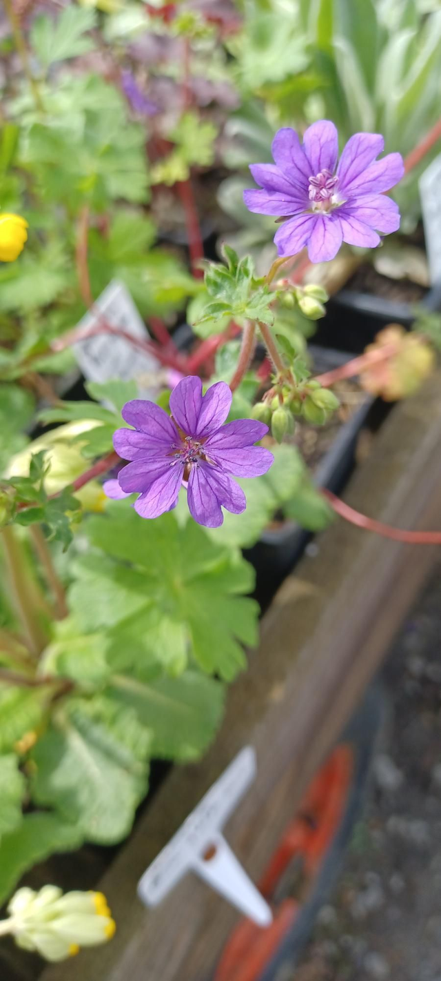 Geranium pyrenaicum