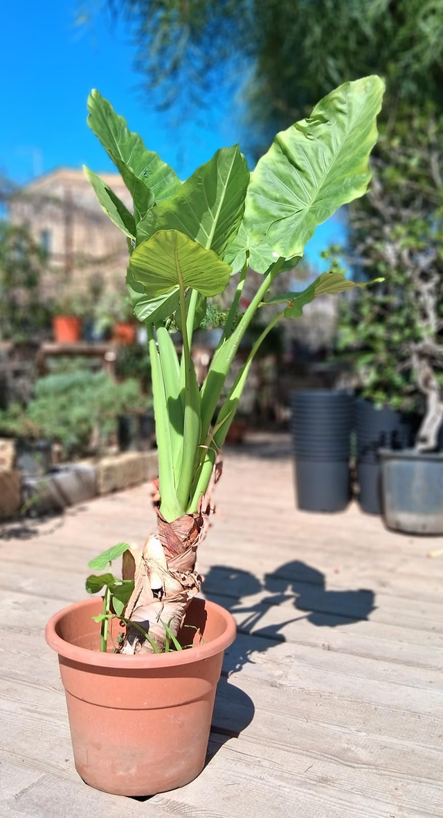 A46 . Alocasia Macrorrhizos" Orecchie di elefante, in vaSo 32