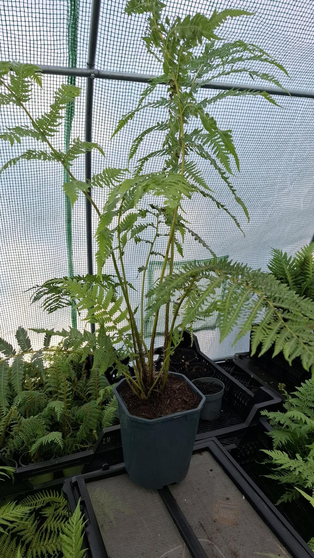 Cyathea cooperi - Australian Tree Fern 