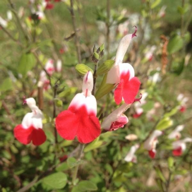 Sauge arbustive 'Hot lips'