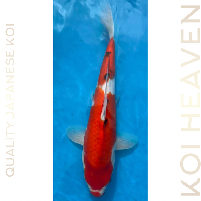 Shintaro koi farm  Sanke  Tosai  35cm