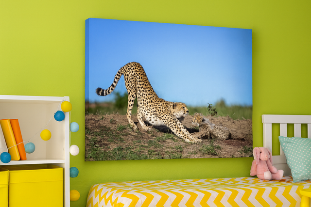 Gheparda stirata Stampa Fine-Art su carta cotone Hahnemūhle Photo Rag Ultra Smooth 305 gr montata su pannello piuma spessore 15 mm