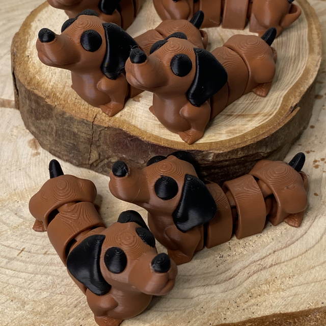 Cão salsicha (Dachshund)