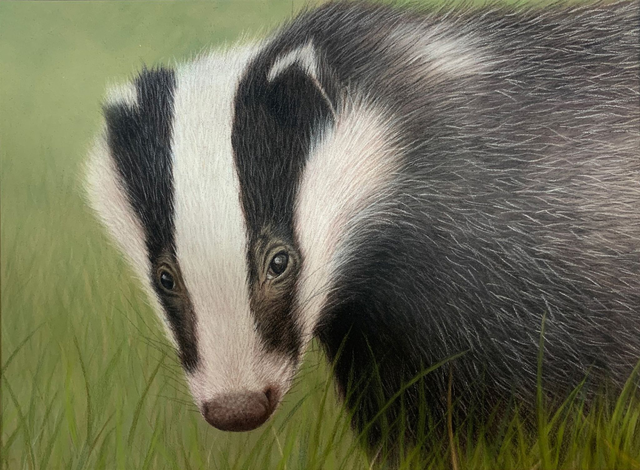 "Badger" 7.5x5.5" Limited Edition Print
