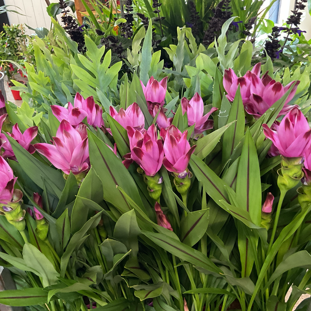 Curcuma Al Siam splash