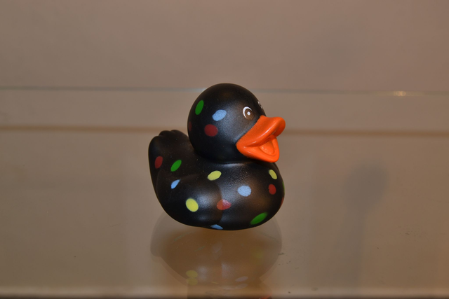 Black canard à pois