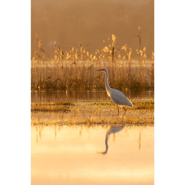 Aigrette jaune