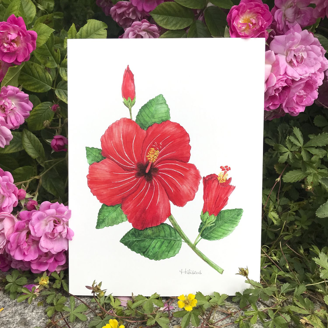 Hibiscus 18x24cm