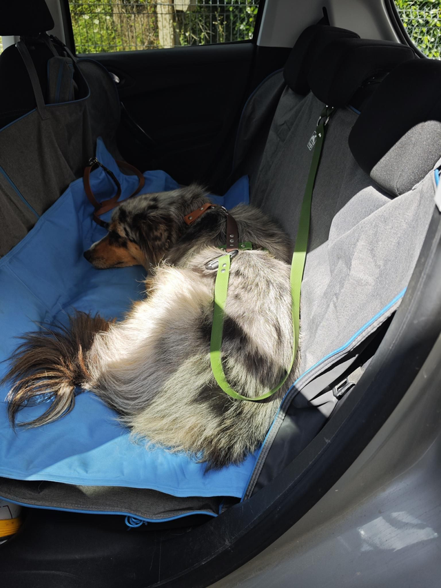 Ceinture chien appuie tête voiture Biothane