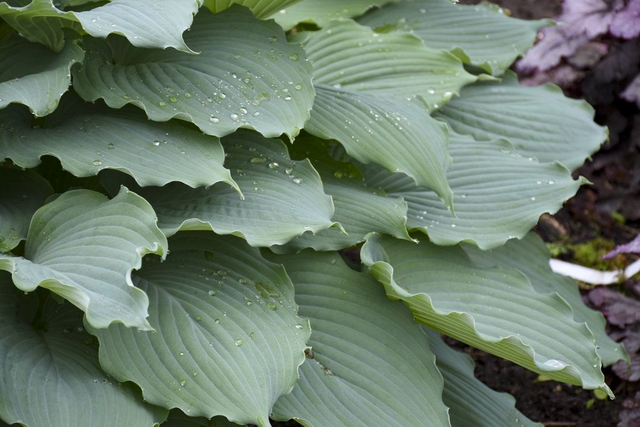 Hosta 'Diamond lake' 2 litre