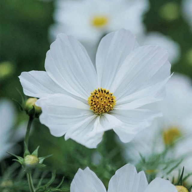 Cosmos 'Purity'